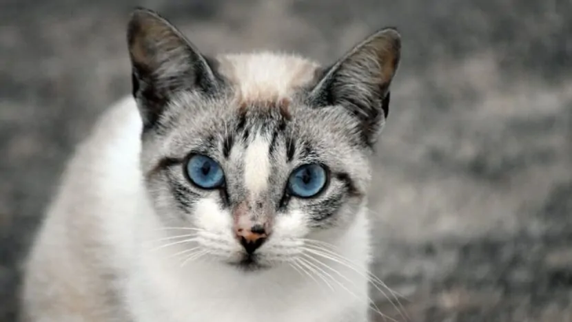 Prefeitura de Macaíba inicia processo para implantação do serviço de castração de cães e gatos