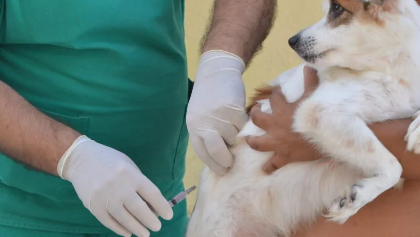 Nova lei reforça prevenção à parvovirose canina e estimula vacinação de filhotes em Natal