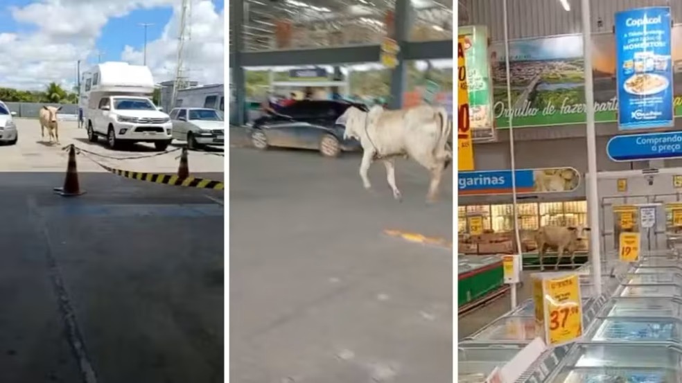 Boi invade supermercado e causa tumulto em Pernambuco