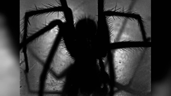 “Big Boy”: aranha recém-descoberta tem veneno devastador e força para perfurar luvas protetoras
