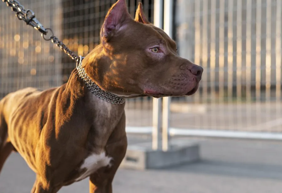Projeto prevê regras para circulação de cães de grande porte em áreas públicas de Natal