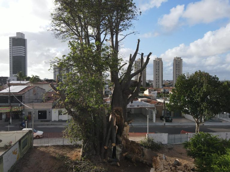 Defesa Civil determina remoção integral do Baobá do Poeta