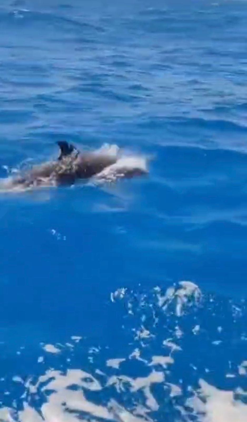 Golfinhos são avistados por pescadores durante saída ao mar em Pitangui