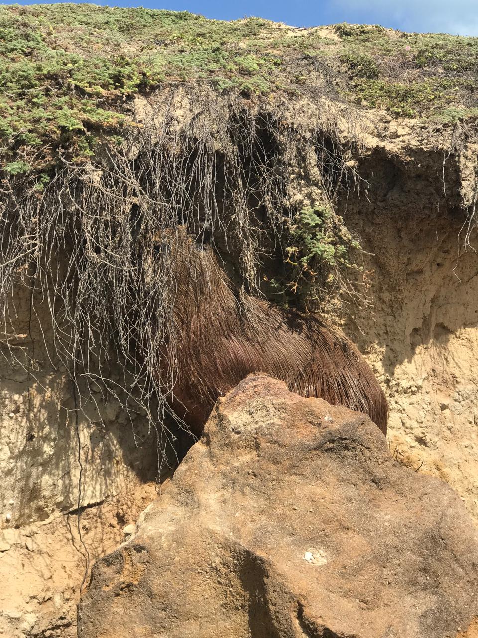 Capivara é flagrada em Ponta Negra; entenda por que isso tem se repetido