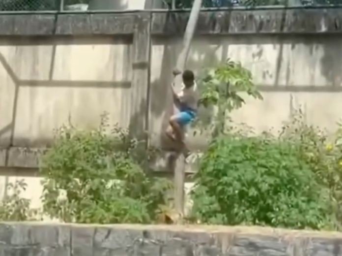 Homem morre após entrar em jaula e ser atacado por leoa no zoológico de João Pessoa