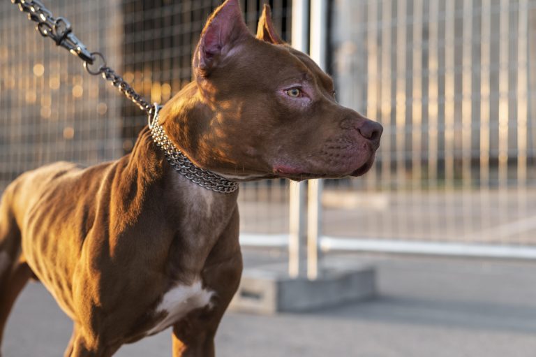 Projeto que prevê regras para passeio com pitbull em Natal avança na Câmara