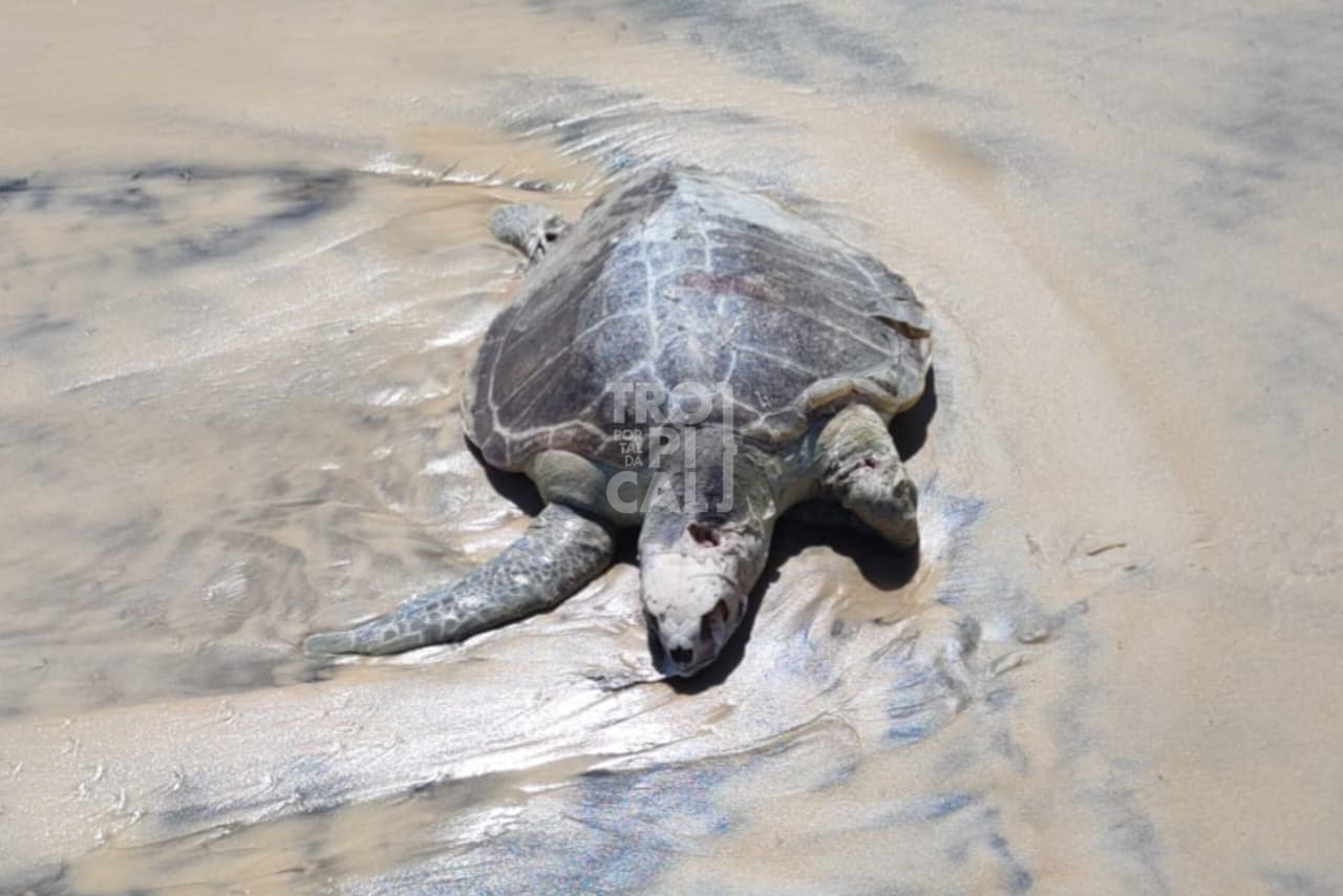 Tartaruga é encontrada morta em praia da Grande Natal