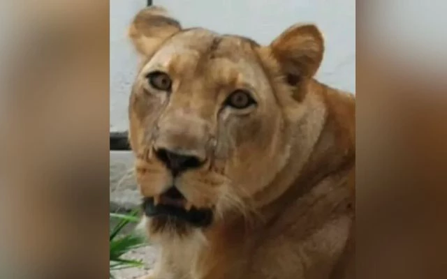 Leoa que matou homem está bem após “estresse”, diz veterinário