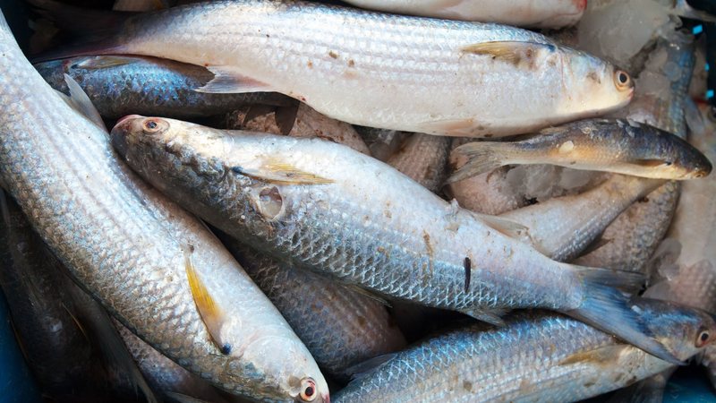 Tarifaço dos EUA trava exportações e coloca pesca oceânica do RN em alerta máximo
