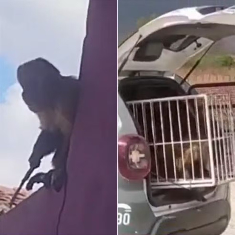 Macaco-prego do 'crime' é preso após furtar cafeteira e ser flagrado com faca no RN