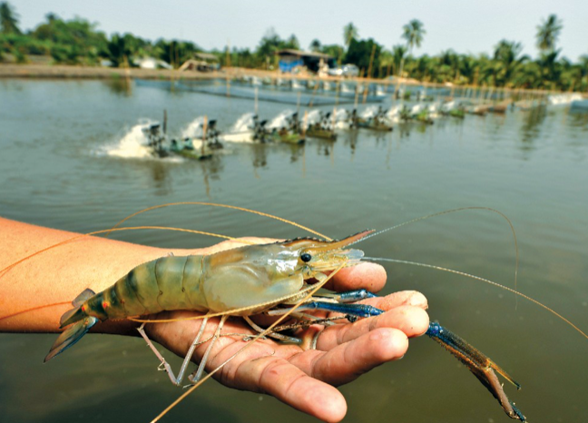 Nova lei sancionada moderniza as normas da carcinicultura do Rio Grande do Norte