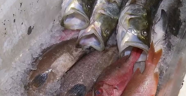 Peixe contaminado acende alerta da Sesap no RN às vésperas do Carnaval