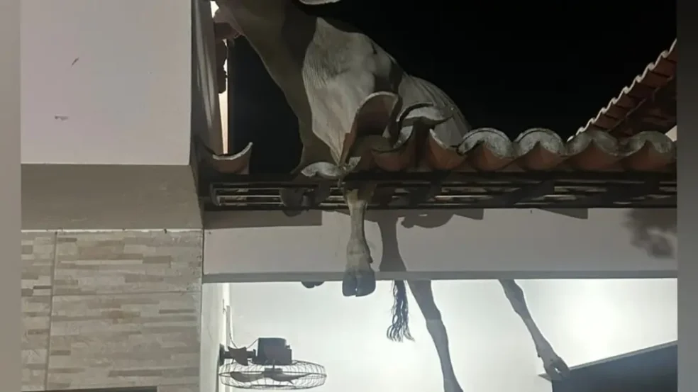 Vaca vai parar no telhado de casa e é resgatada com ajuda de caminhão no Sertão da Paraíba