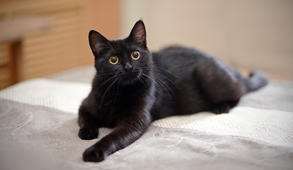 Clínica é condenada após morte de gato com superdosagem de remédio no RN