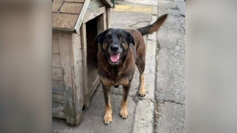 Natal terá protesto neste domingo 1º para cobrar justiça por morte do cão Orelha