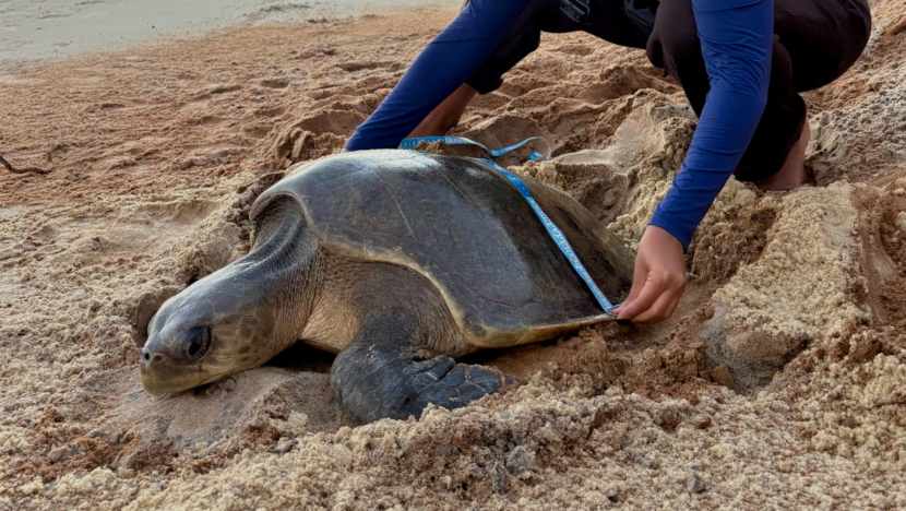 Quatro espécies de tartarugas-marinhas estão entre os animais ameaçados de extinção no RN
