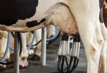 Pecuária leiteira no RN atinge produção diária em torno de um milhão de litros