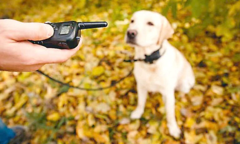 Lei proíbe venda e utilização de coleiras de choque em animais no RN