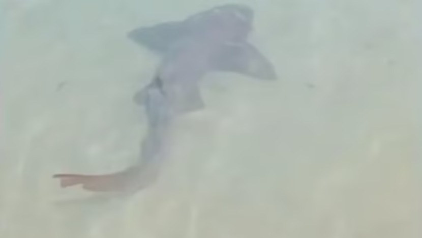 Tubarão é visto em área rasa da praia de Ponta Negra