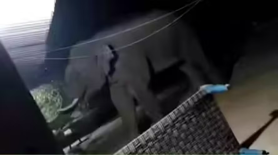 Elefante assassino já matou 19 pessoas na Índia; animal continua a solta