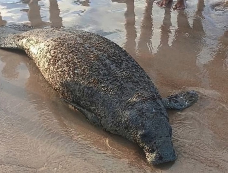 Peixe-boi é encontrado morto em praia do RN