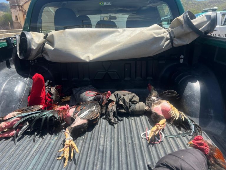 Rinha de galos em Florânia é desmantelada com armas, drogas e animais feridos