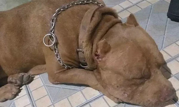 Usado por traficante, pitbull avança em policiais e é morto a tiros