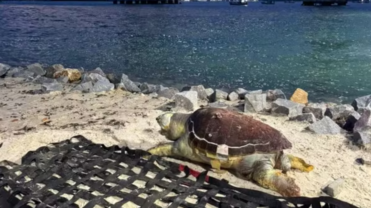 Tartaruga é encontrada morta na praia da Redinha, em Natal