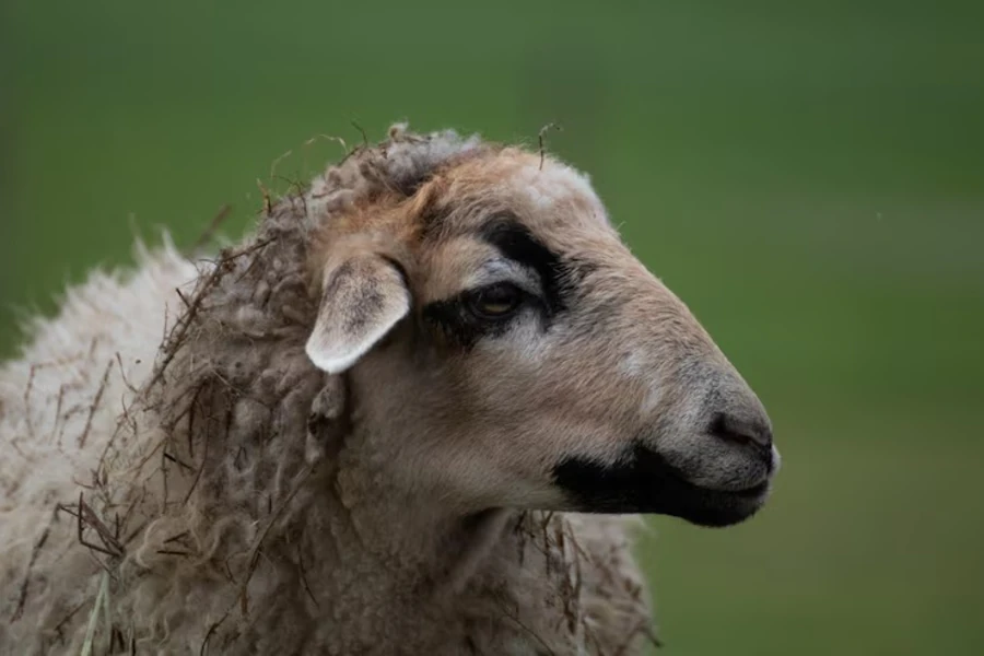 Raio mata 12 ovelhas em propriedade rural de Apodi, no interior do RN