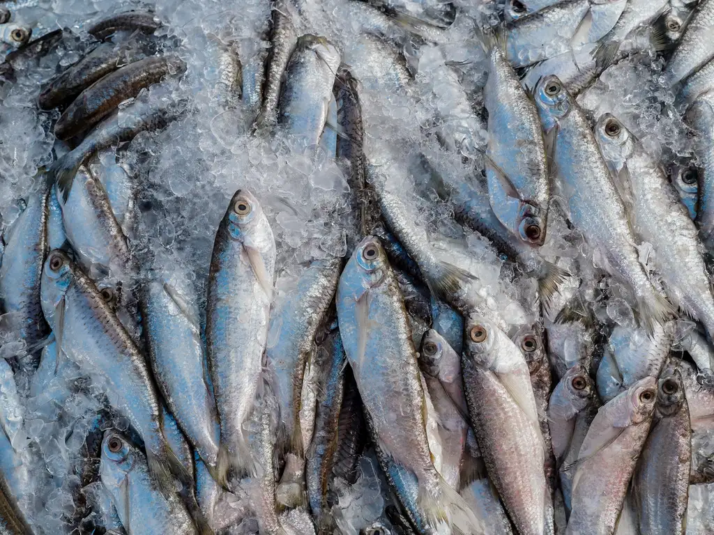 Ciguatera: Sesap investiga suspeita de intoxicação alimentar após consumo de peixe em Touros