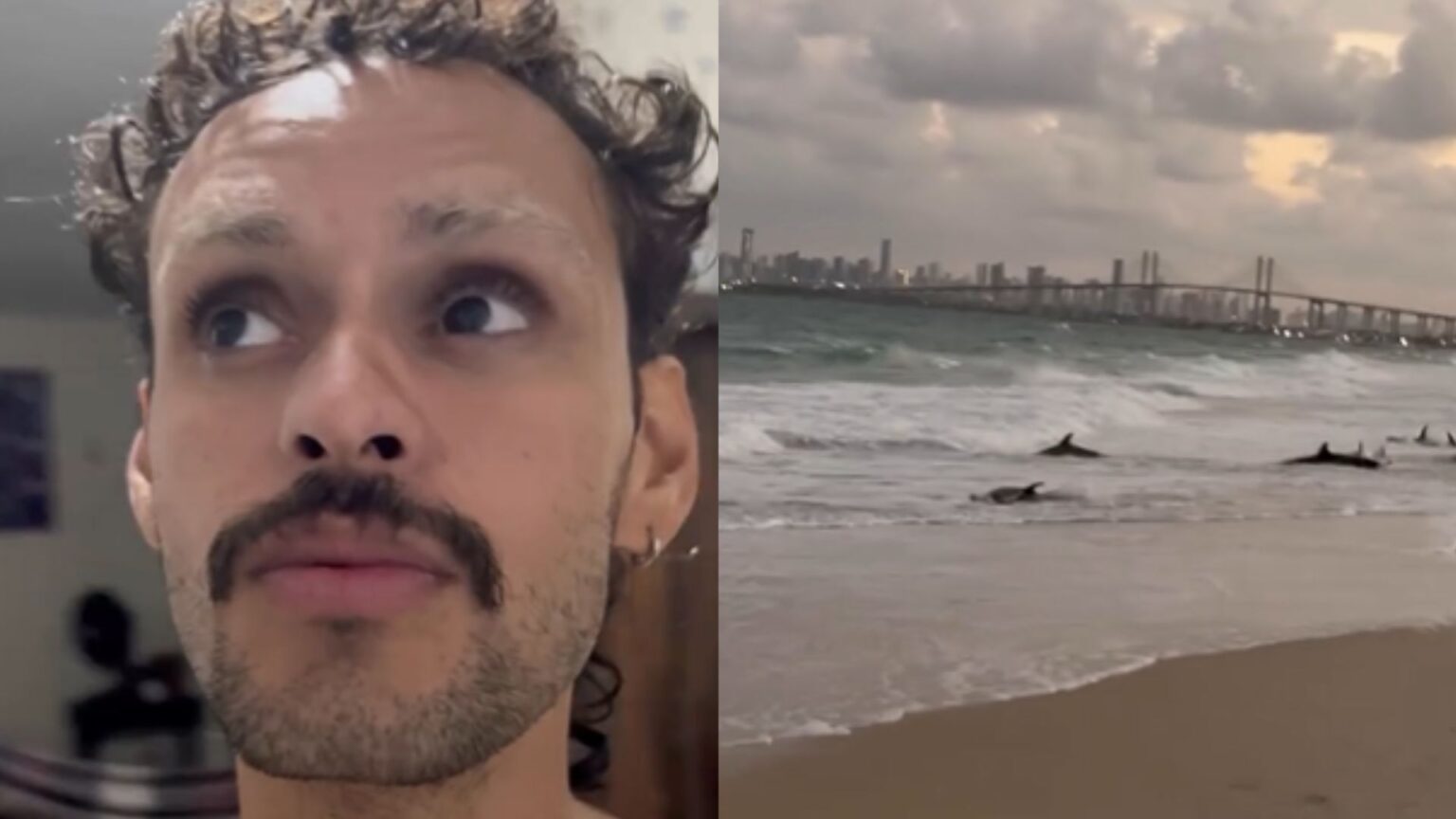 Influenciador relata resgate de cerca de 12 golfinhos encalhados em praia do RN