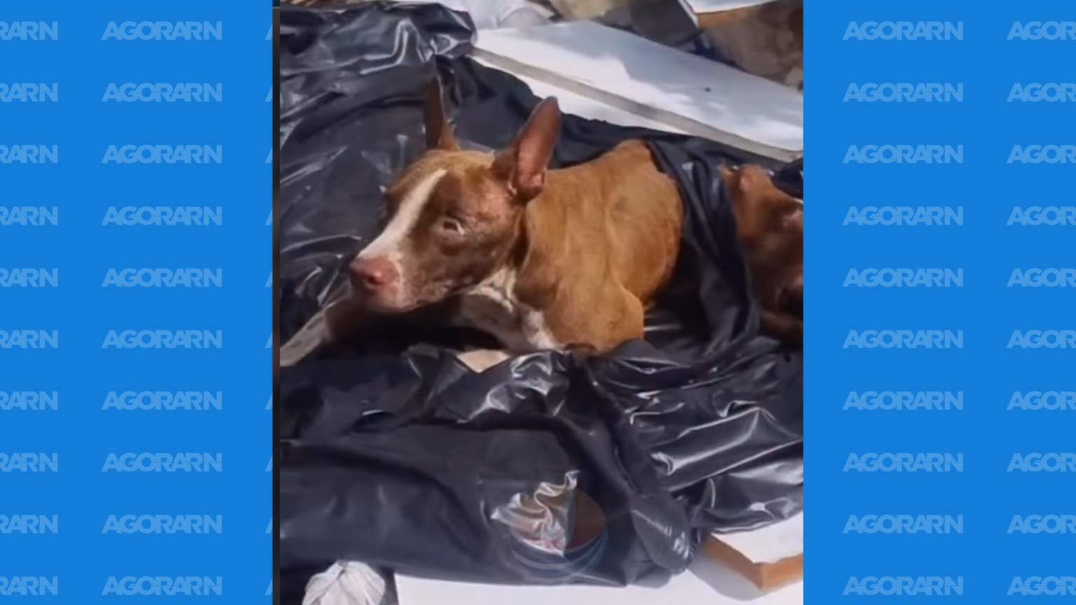 Pitbull é encontrado dentro de saco plástico em terreno no bairro Planalto, em Natal