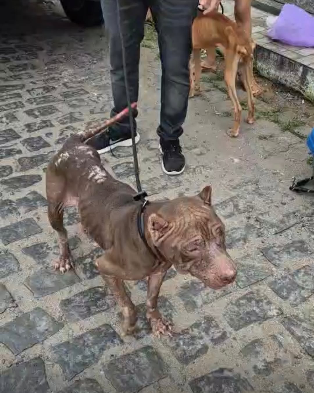 Cenas revoltantes: Polícia Civil resgata cães em estado crítico na Zona Norte de Natal