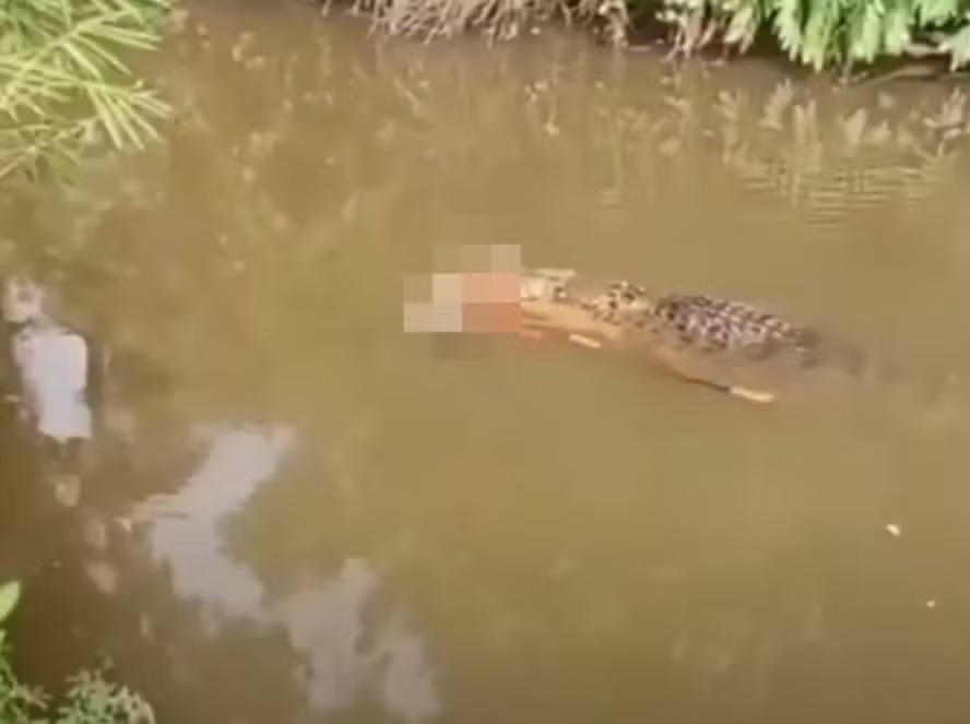 Crocodilo de 6 metros é visto em rio carregando o corpo de mulher desaparecida