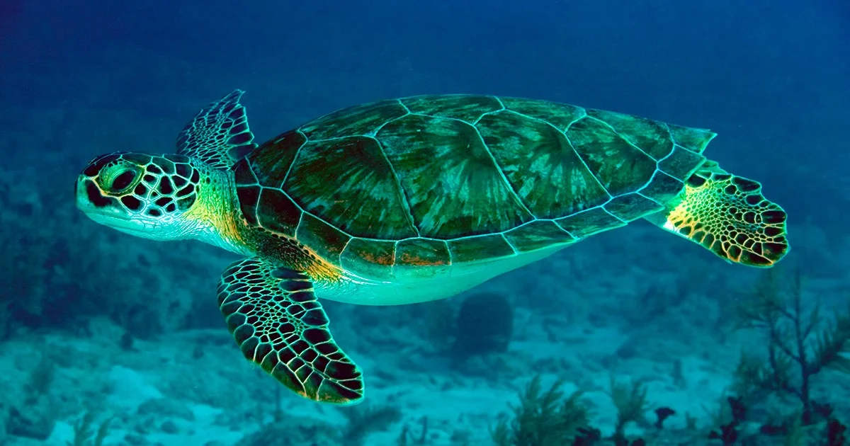 Tartaruga ferida por hélice após resgate em Fernando de Noronha volta ao mar em Natal
