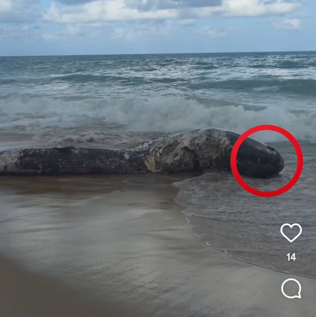 Baleia Cachalote encalha na praia da Via Costeira de Natal