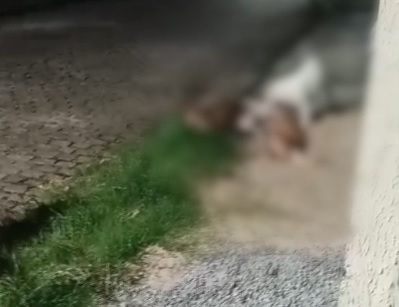 Cachorro é atacado por pitbulls soltos na rua na zona Norte de Natal
