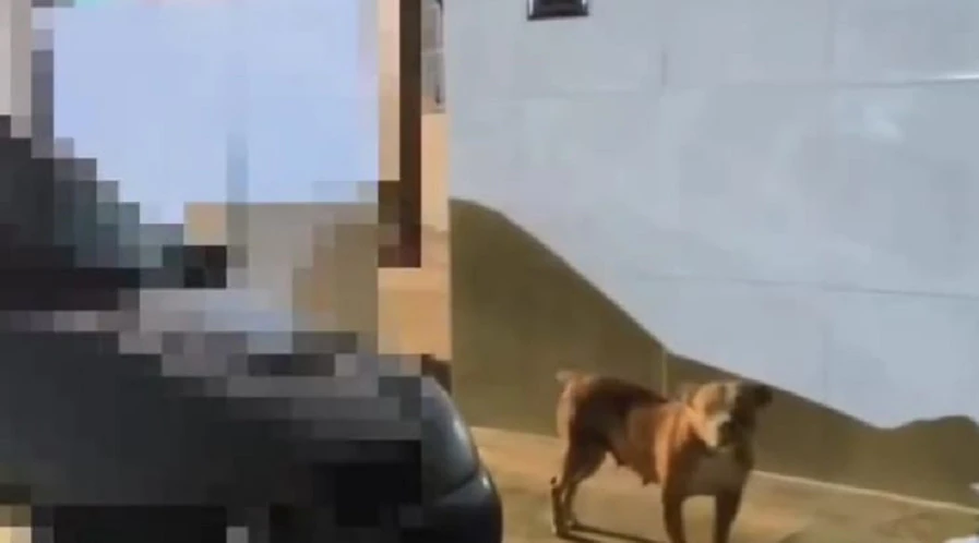 Tutor de pitbull é autuado pela polícia após deixar animal solto em Extremoz
