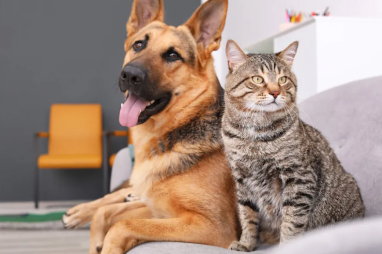 Prefeitura do Natal vai contratar empresa para castração de cães e gatos