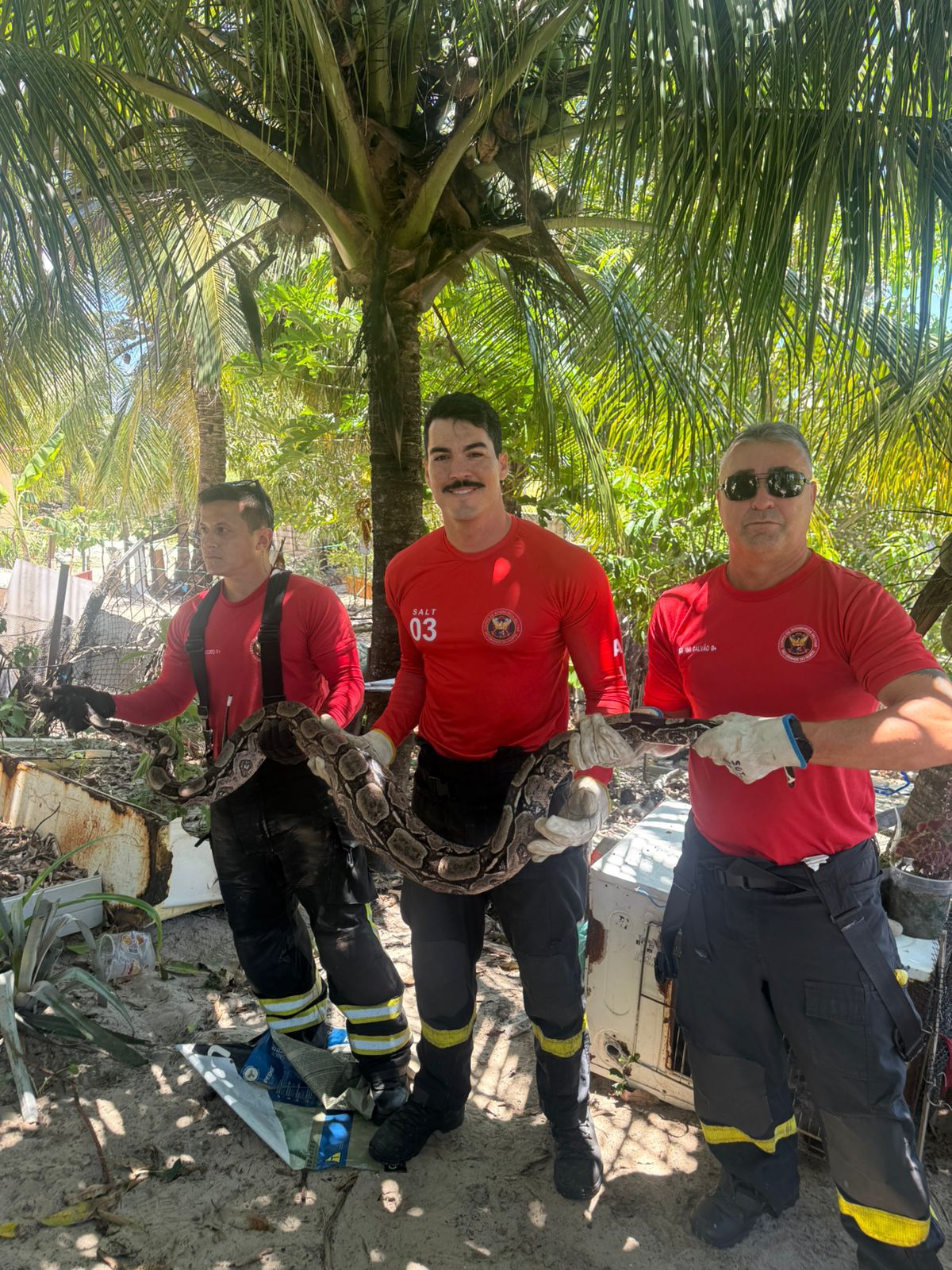 Jiboia que aterrorizava moradores na zona Norte de Natal é capturada