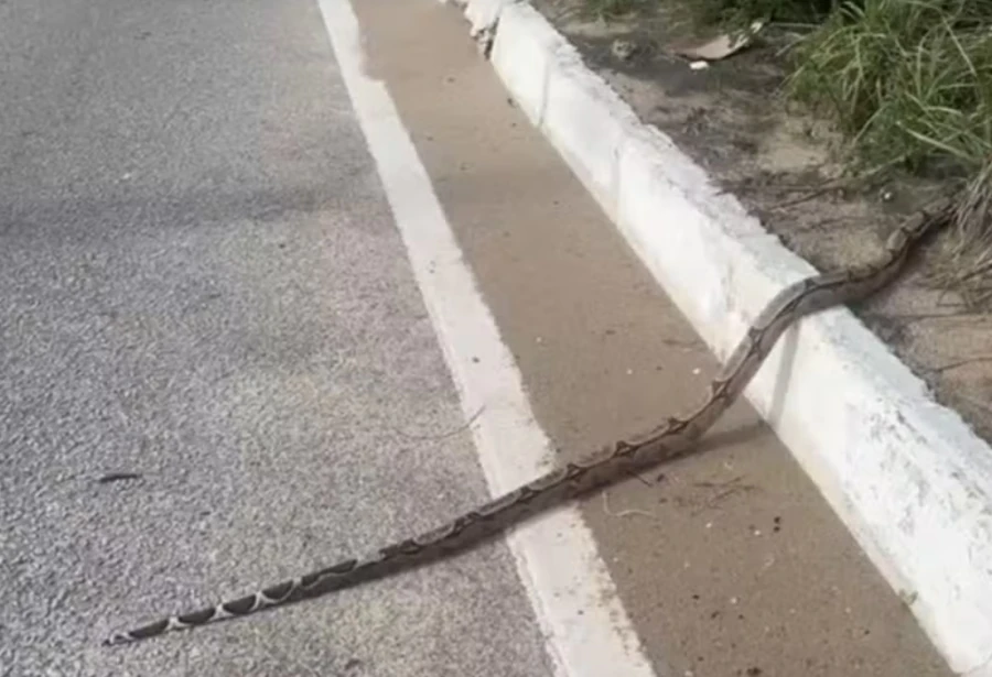 Cobra é flagrada na Via Costeira de Natal e chama atenção de motoristas