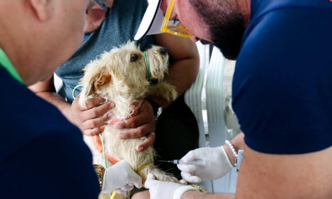 Segundo dia de pré-campanha de vacinação antirrábica imuniza mais de 700 cães e gatos