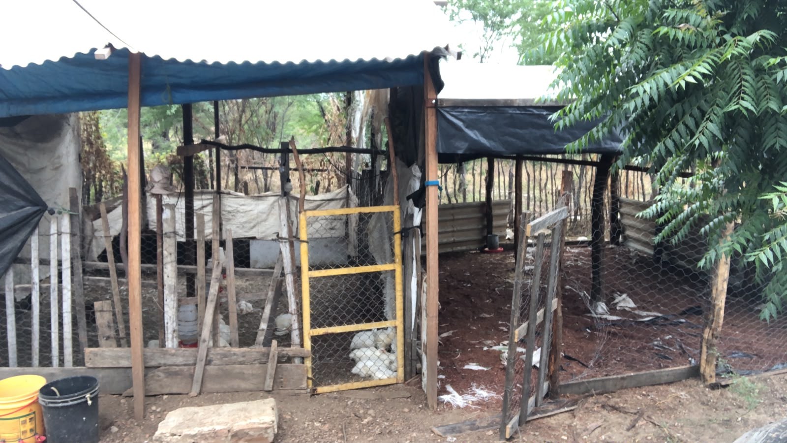 Cães atacam galinheiro e matam cerca de 150 frangos em Jardim do Seridó