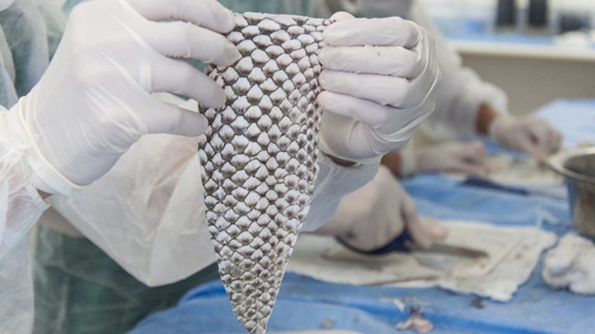 Ceará vai sediar a 1ª fábrica mundial de pele de tilápia para uso médico