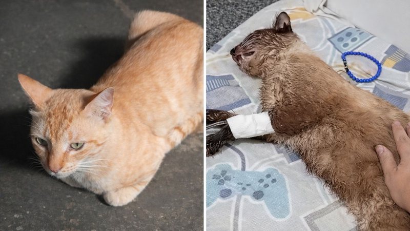 Envenenamento de 22 animais causa indignação e investigação no RN