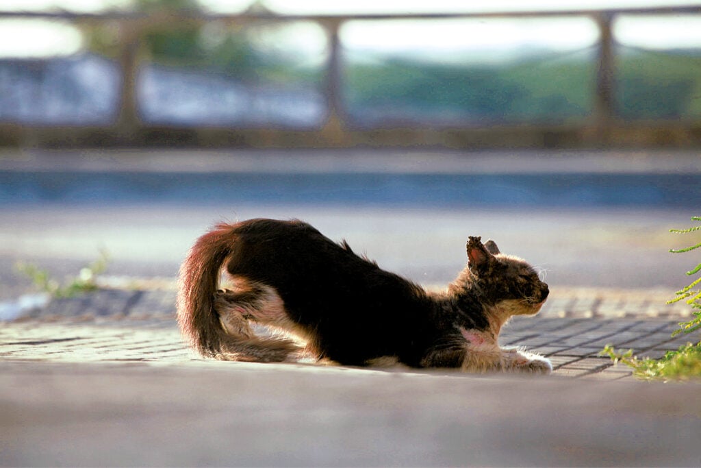 Maus-tratos contra animais persistem no RN, diz Sesed/RN