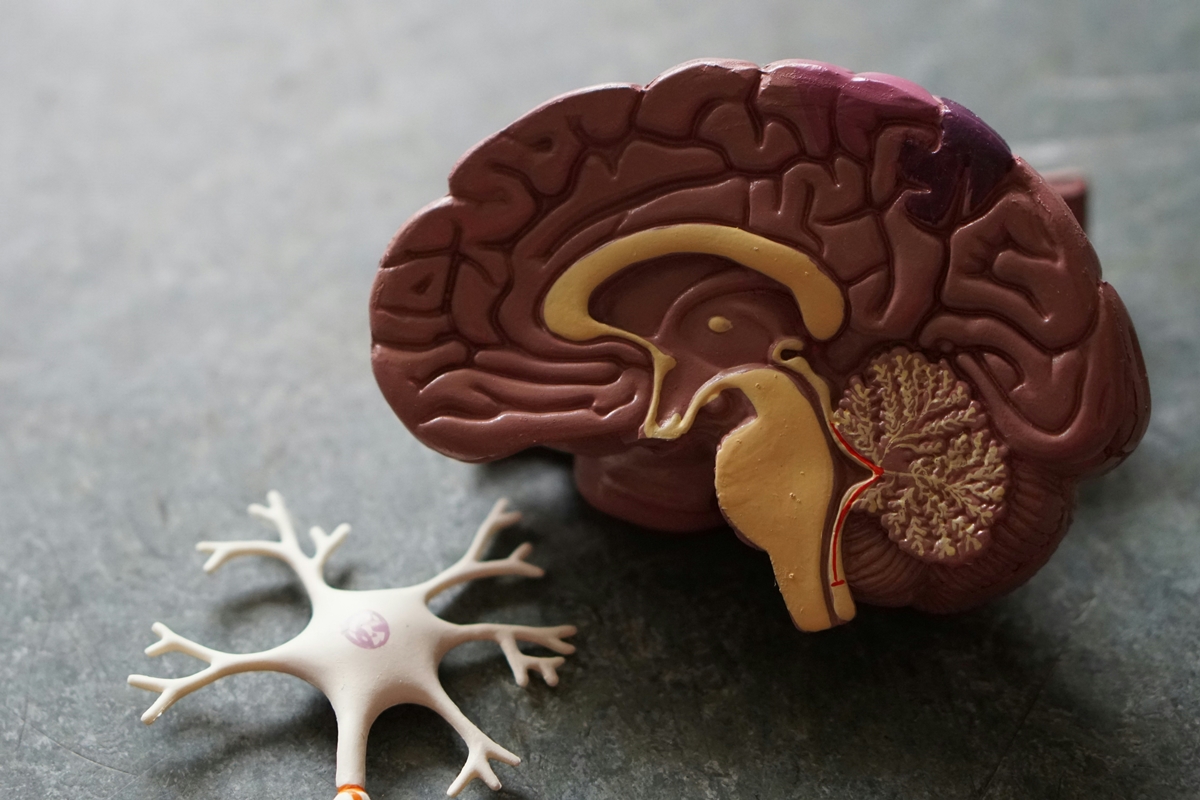 Molécula experimental restaura defesa do cérebro contra Alzheimer, revelam estudos