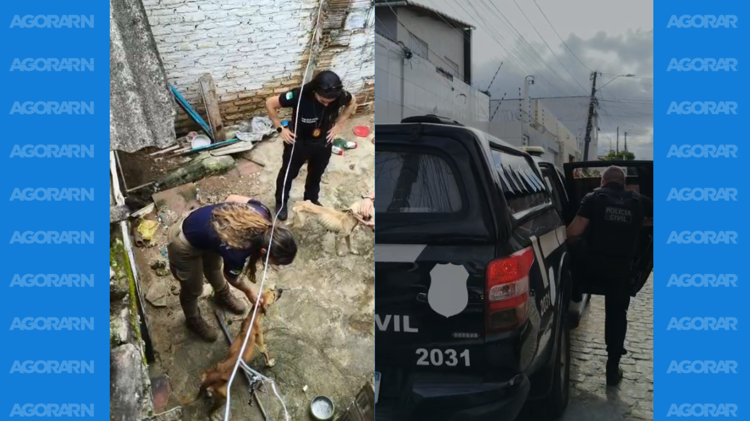 Mulher é presa em Natal após cães serem encontrados em situação de maus-tratos