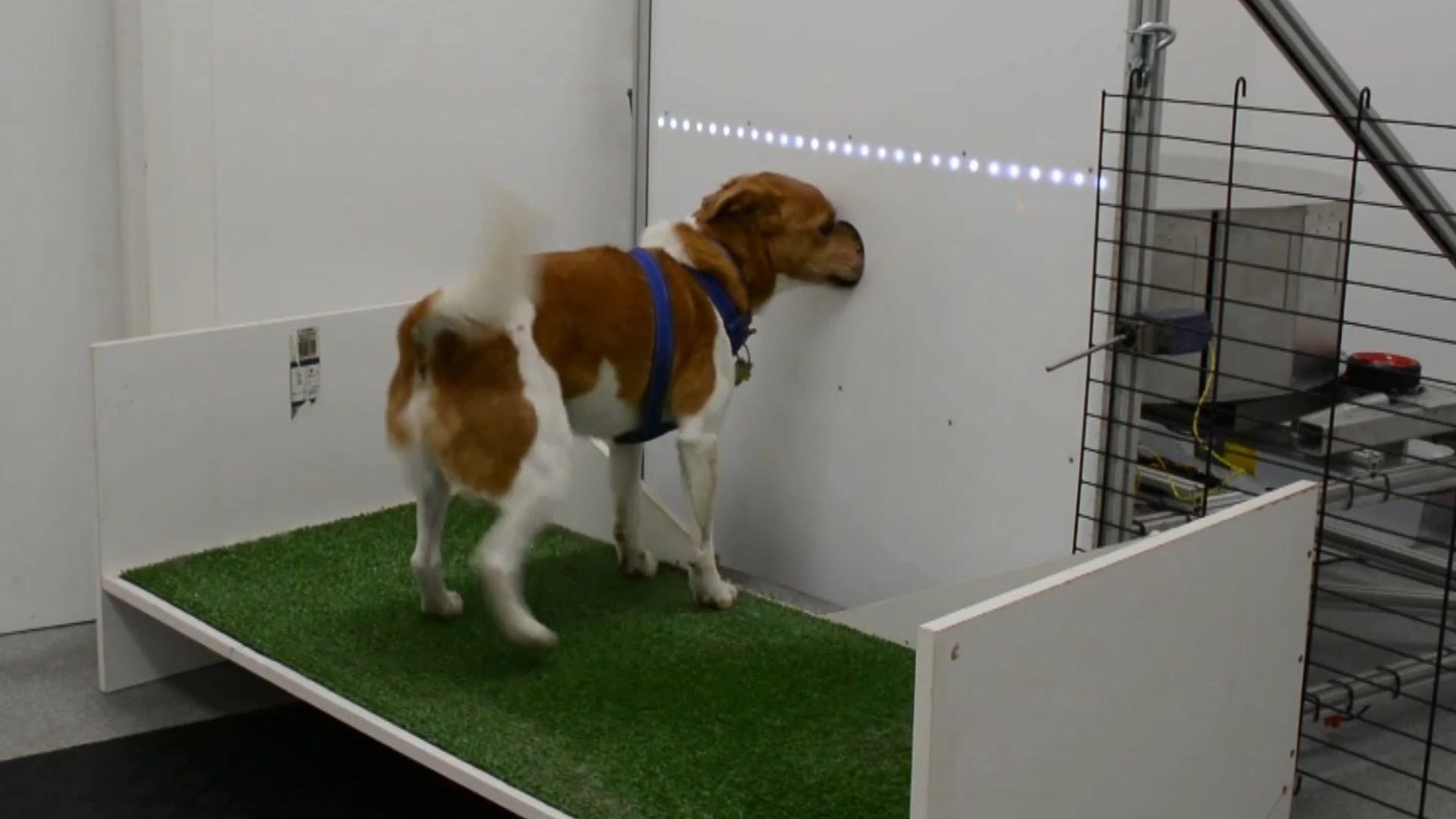 Pesquisadores treinam cães para identificar câncer pelo cheiro em projeto inédito no Brasil