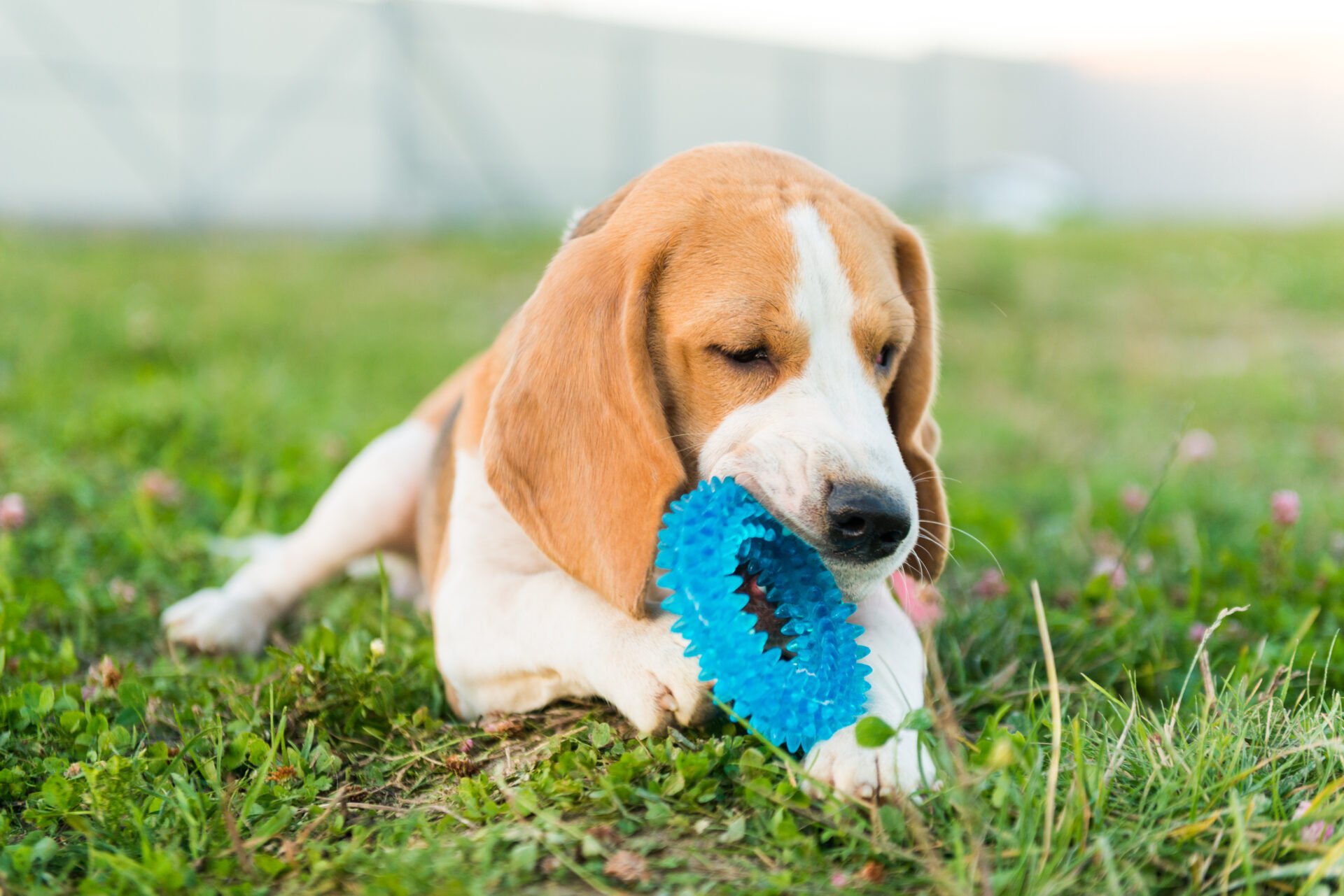 Prefeitura do Natal obriga agressor a pagar tratamento de animais